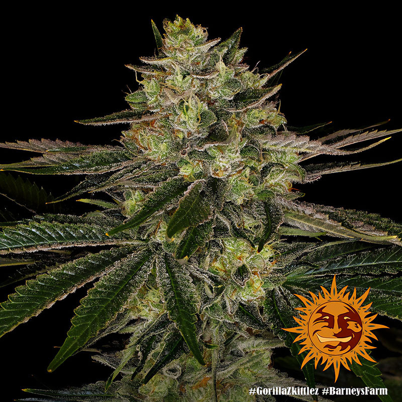 Gorilla Zkittlez - Barney's Farm - Feminizovaná semena, pohled 3