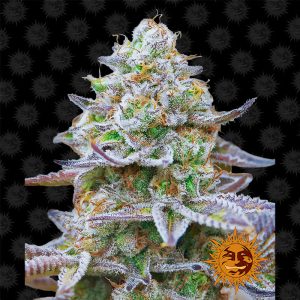 Gorilla Zkittlez Barney's Farm feminizovaná semena, pryskyřičnaté palice