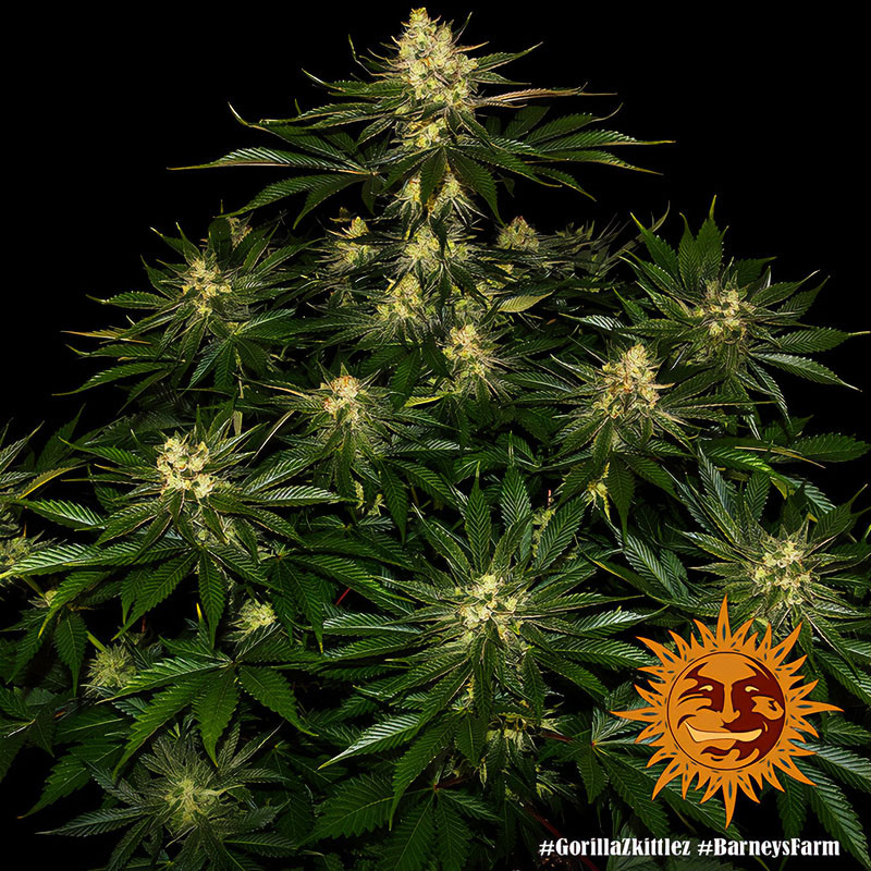 Gorilla Zkittlez - Barney's Farm - Feminizovaná semena, pohled 4