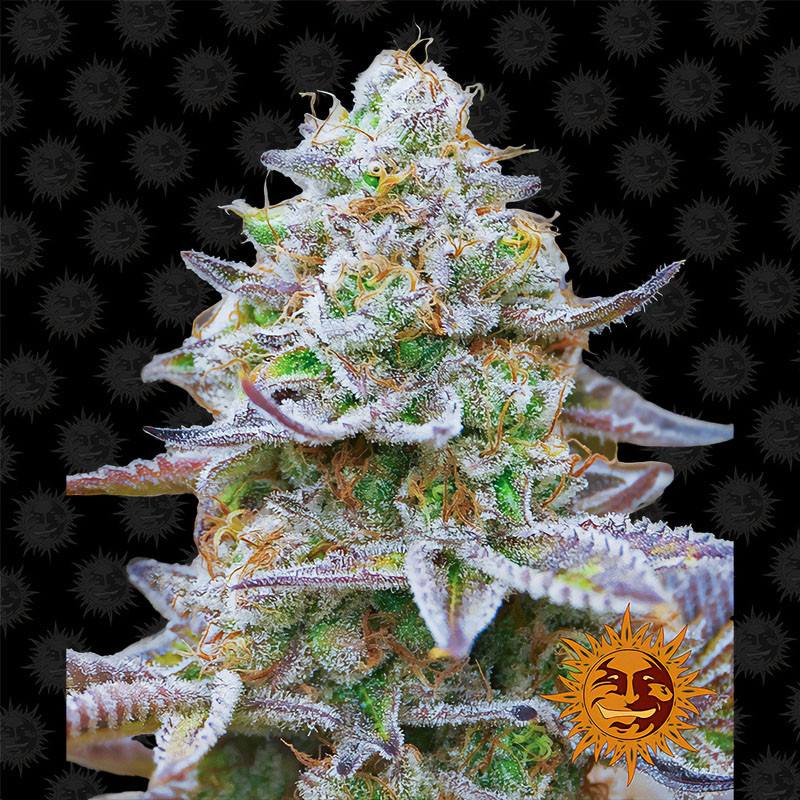 Gorilla Zkittlez Barney's Farm feminizovaná semena, pryskyřičnaté palice