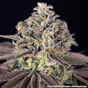 GrandDaddy Purple Barney's Farm feminizovaná semena, pryskyřičnaté palice