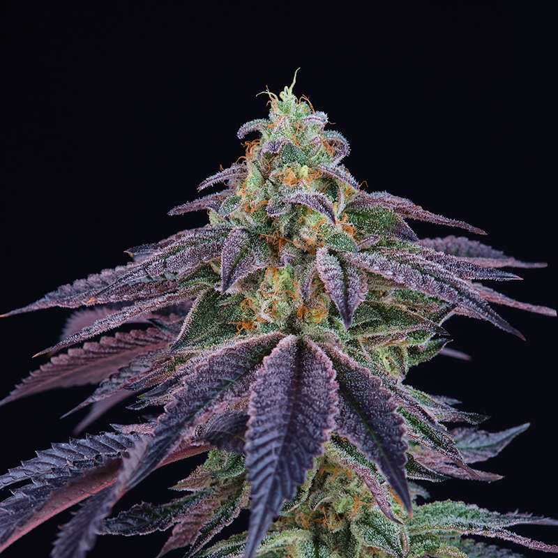Granita - Perfect Tree - Feminizovaná semena, pohled 2