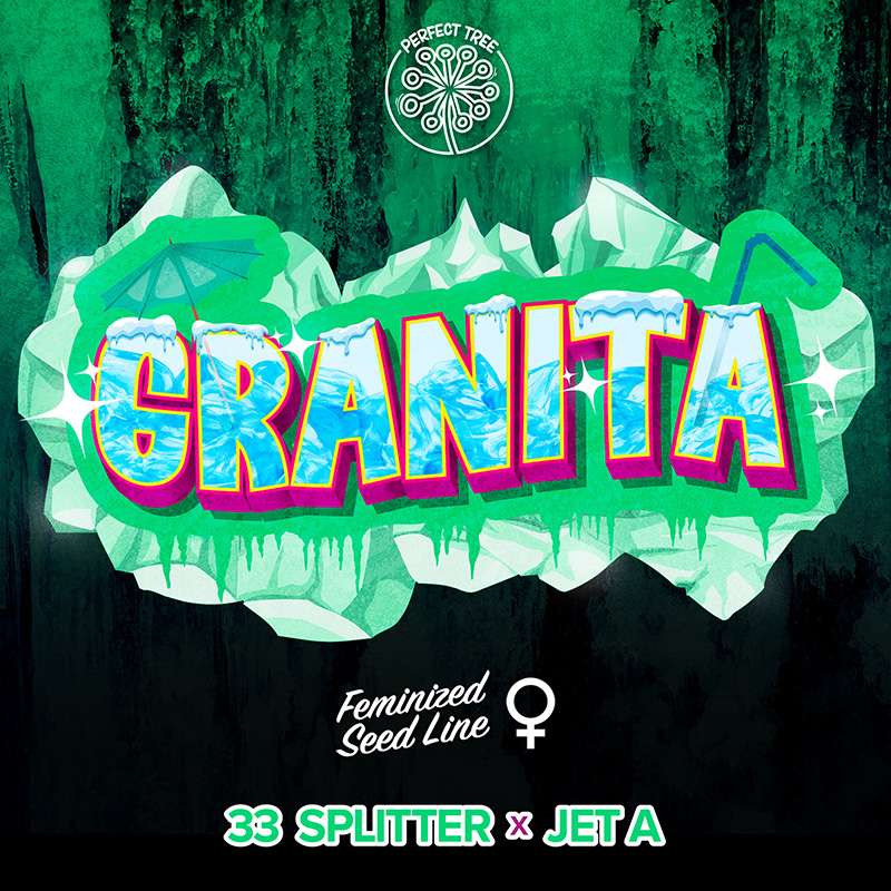 Granita - Perfect Tree - Feminizovaná semena, pohled 3