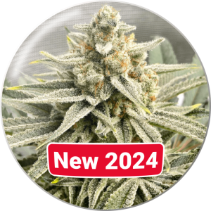 Grape Fuel Medical Seeds feminizovaná semena, pryskyřičnaté palice