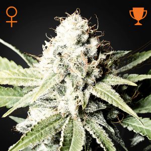 Great White Shark Green House Seeds feminizovaná semena, pryskyřičnaté palice