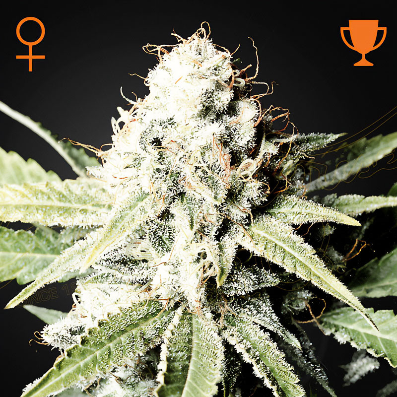 Great White Shark Green House Seeds feminizovaná semena, pryskyřičnaté palice