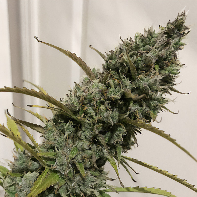 Green Crack Auto - FastBuds - Samonakvétací semena, pohled 3