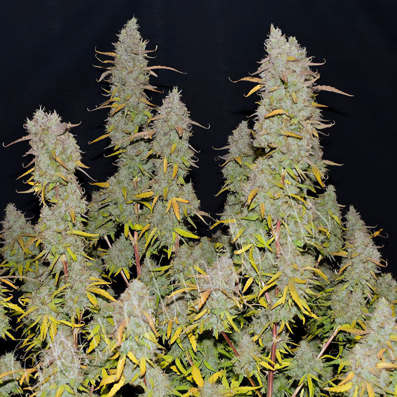 Green Crack Auto - FastBuds - Samonakvétací semena, pohled 4