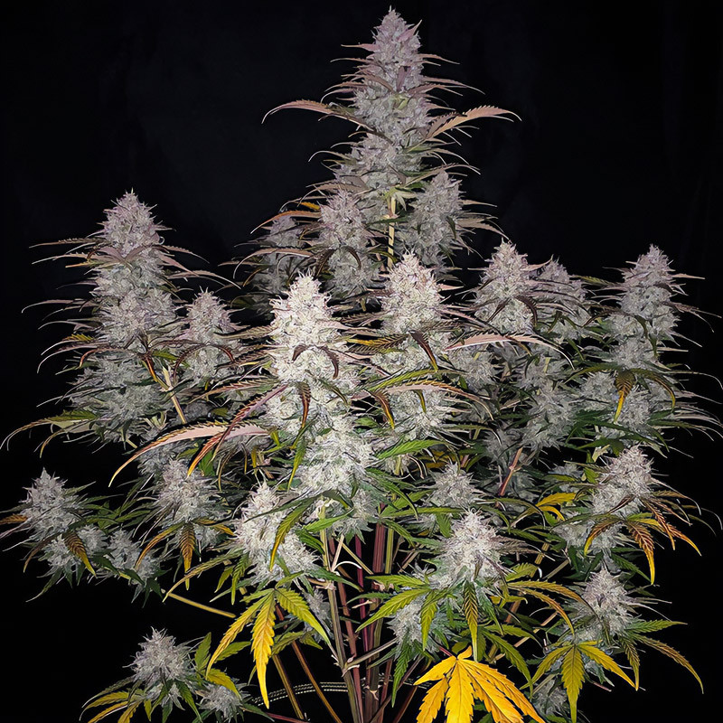 Green Crack Auto FastBuds samonakvétací semena, pryskyřičnaté palice