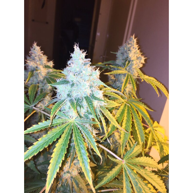 Green Crack feminizovaná semena, pohled 2