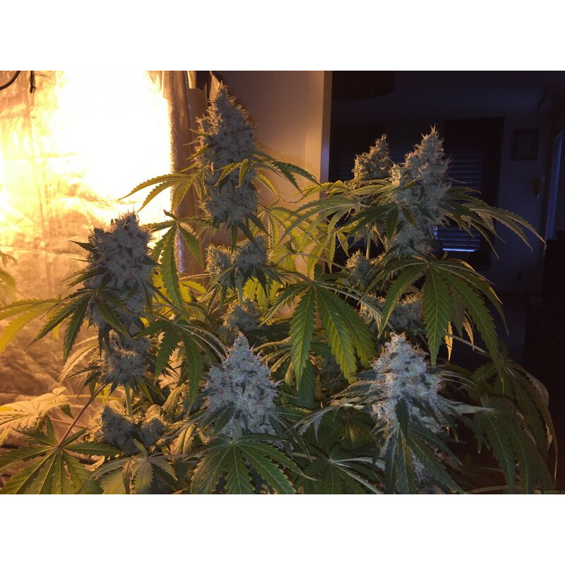 Green Crack feminizovaná semena, pohled 3