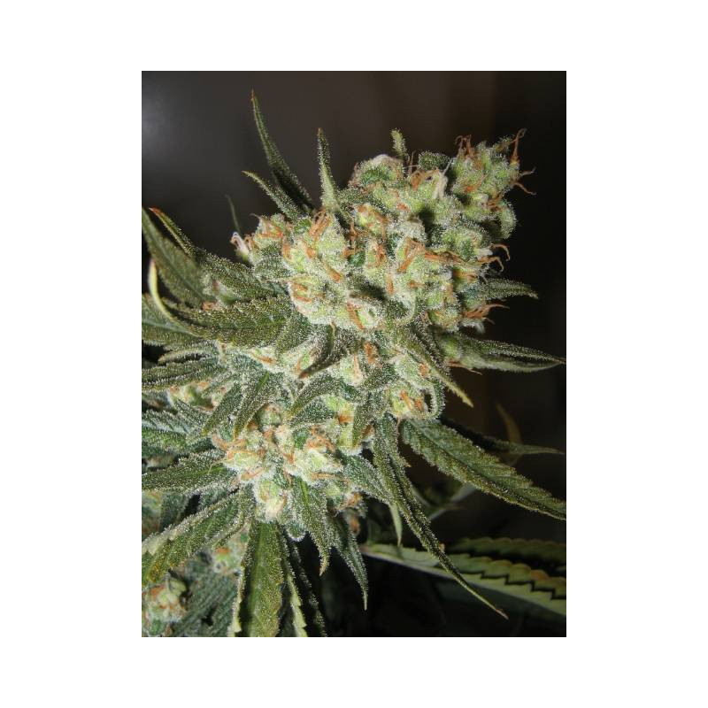 Green Crack MDLG Seeds feminizovaná semena, pryskyřičnaté palice