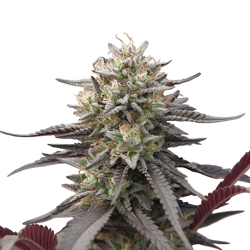 Green Crack Punch - Royal Queen Seeds - Feminizovaná semena, pohled 3