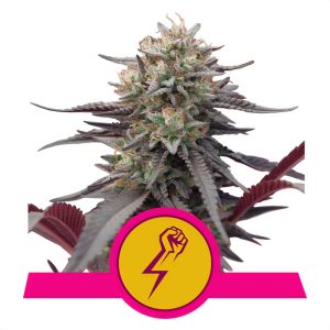 Green Crack Punch Royal Queen Seeds feminizovaná semena, pryskyřičnaté palice