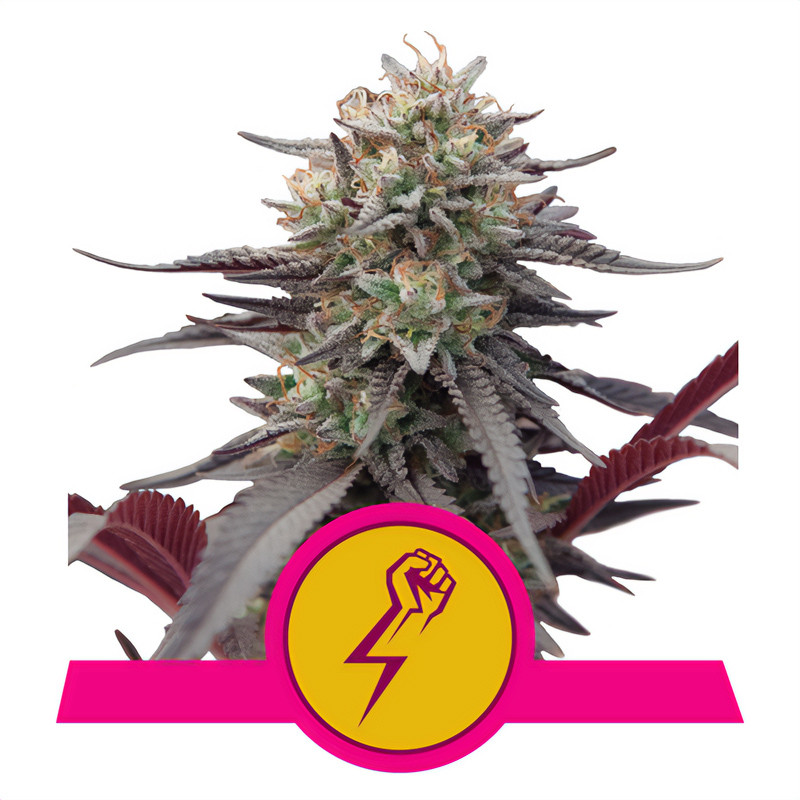 Green Crack Punch Royal Queen Seeds feminizovaná semena, pryskyřičnaté palice
