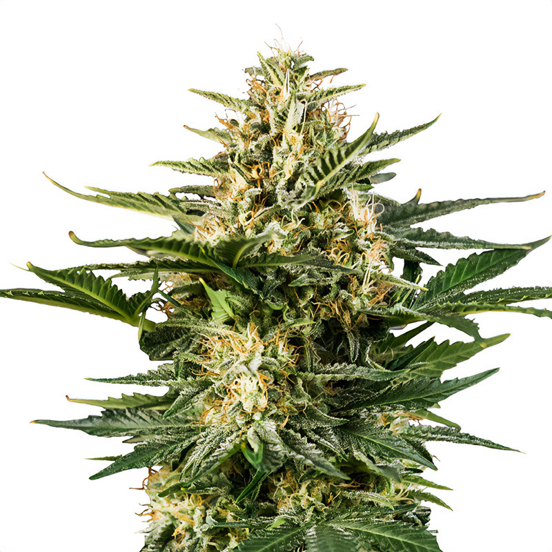 Green Gelato Auto - Royal Queen Seeds - Samonakvétací semena, pohled 3
