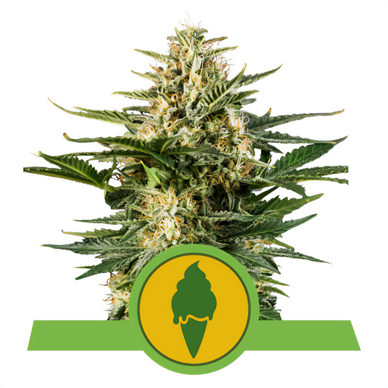 Green Gelato Auto Royal Queen Seeds samonakvétací semena, pryskyřičnaté palice