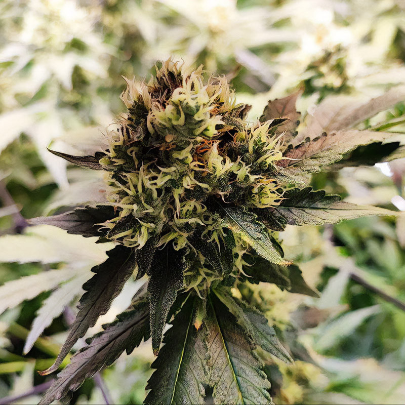 Green Gelato - Royal Queen Seeds - Feminizovaná semena, pohled 3
