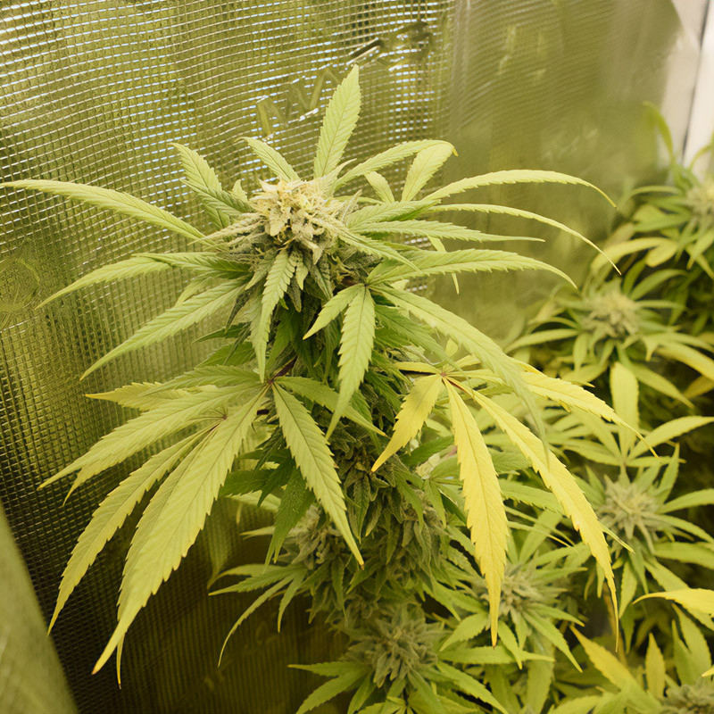 Green Gelato - Royal Queen Seeds - Feminizovaná semena, pohled 4