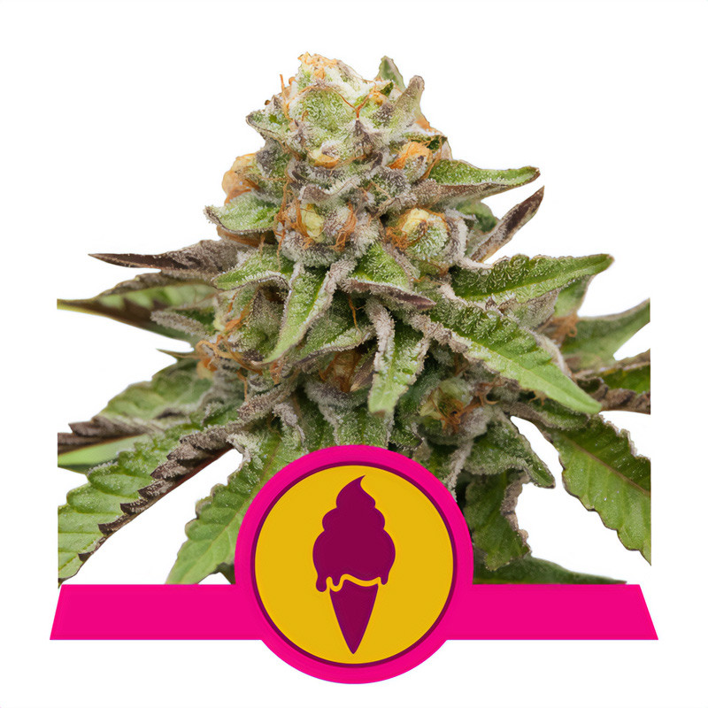 Green Gelato Royal Queen Seeds feminizovaná semena, pryskyřičnaté palice