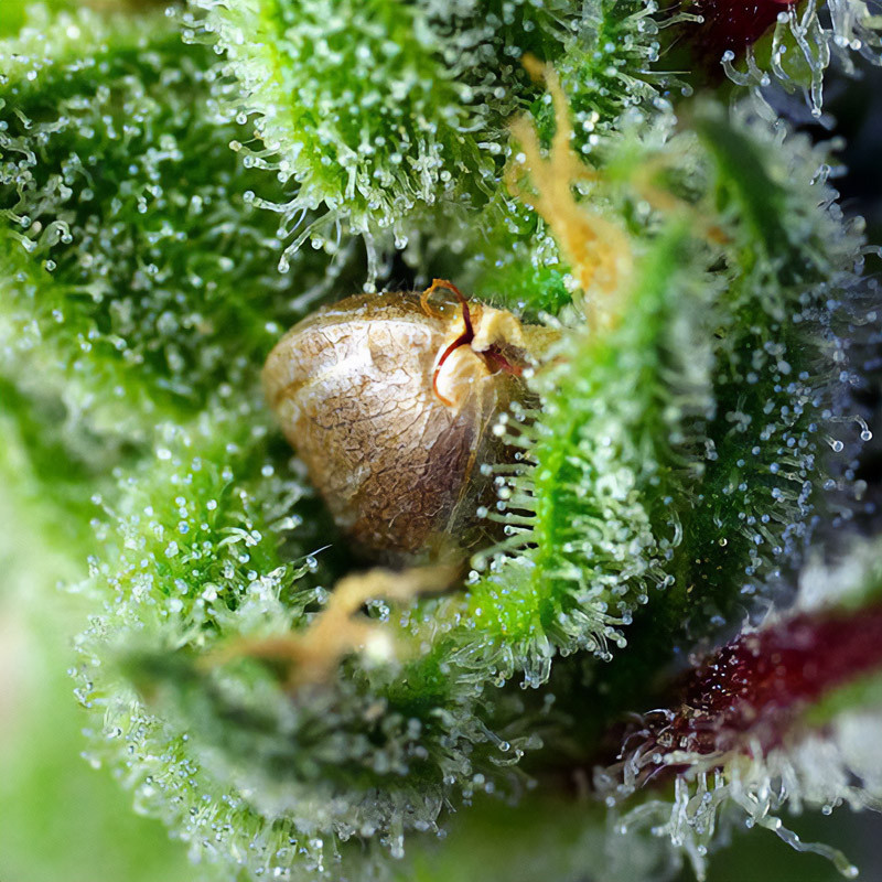 Green Poison - Sweet Seeds - Feminizovaná semena, pohled 3