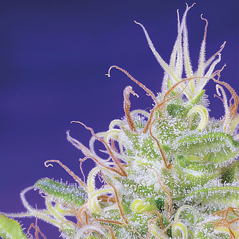 Green Poison - Sweet Seeds - Feminizovaná semena, pohled 4