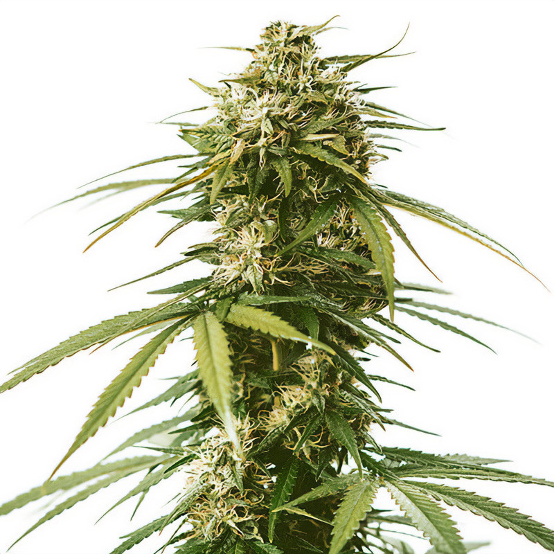Gushers - Royal Queen Seeds - Feminizovaná semena, pohled 3