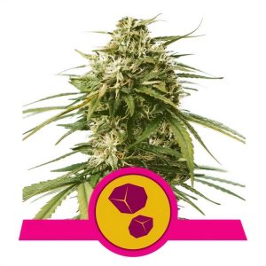 Gushers Royal Queen Seeds feminizovaná semena, pryskyřičnaté palice