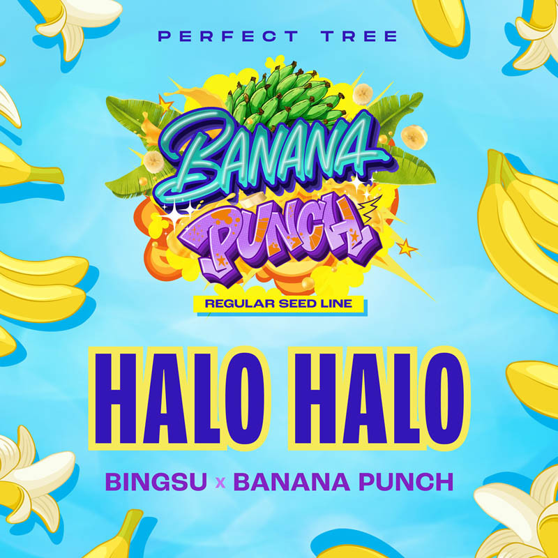 Halo Halo Perfect Tree regulérní semena, matečná rostlina