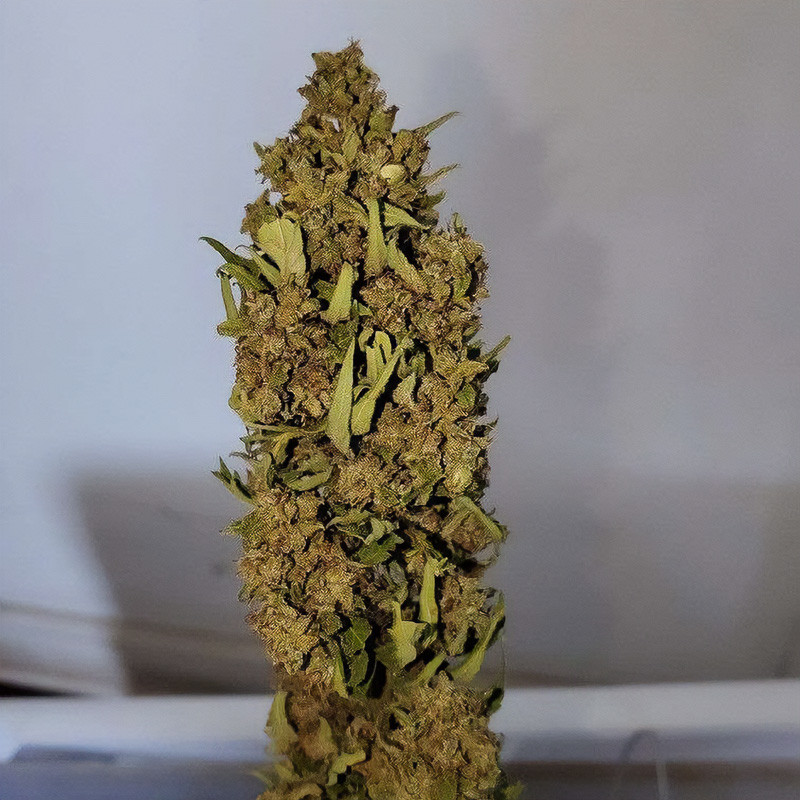 Hébé Auto Semi CBD, pohled 2