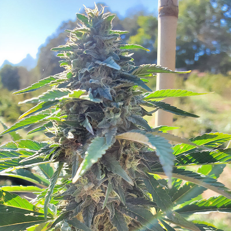 Hébé Auto Semi CBD MDLG Seeds CBD semena, pryskyřičnaté palice