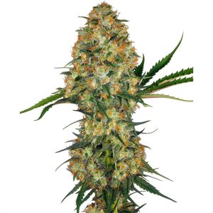 Hindu Kush Sensi Seeds feminizovaná semena, pryskyřičnaté palice