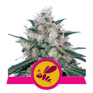Honey Cream Fast Version Royal Queen Seeds feminizovaná semena, pryskyřičnaté palice