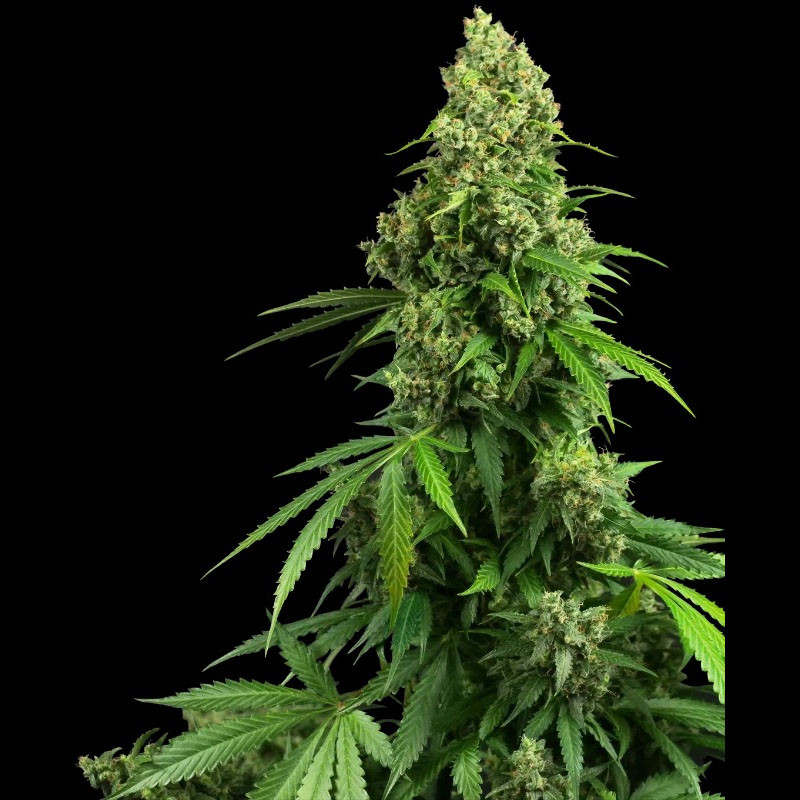 Honey Melon Kush Auto Sensi Seeds samonakvétací semena, pryskyřičnaté palice