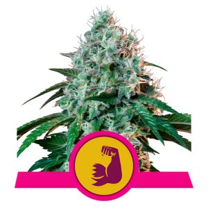 HulkBerry Royal Queen Seeds feminizovaná semena, pryskyřičnaté palice