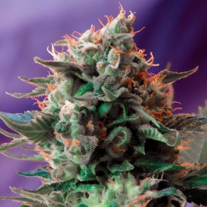 Jack 47 F1 Fast Version Sweet Seeds feminizovaná semena, pryskyřičnaté palice