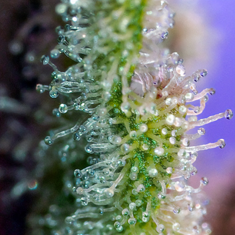 Jack 47 - Sweet Seeds - Feminizovaná semena, pohled 3