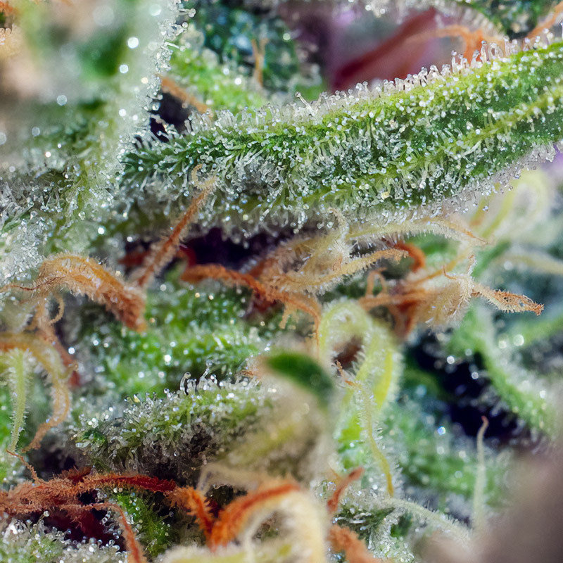 Jack 47 - Sweet Seeds - Feminizovaná semena, pohled 4