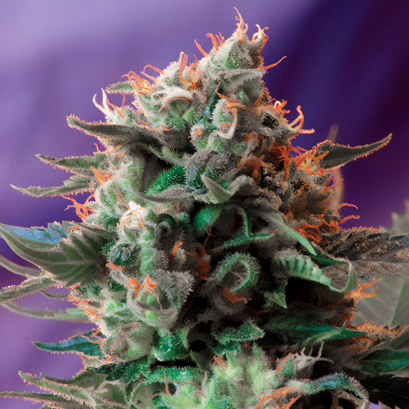 Jack 47 Sweet Seeds feminizovaná semena, pryskyřičnaté palice