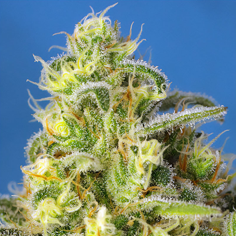 Jack 47 XL Auto - Sweet Seeds - Samonakvétací semena, pohled 4