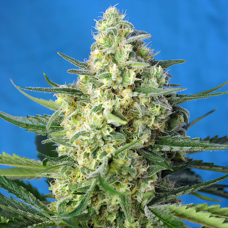 Jack 47 XL Auto Sweet Seeds samonakvétací semena, pryskyřičnaté palice