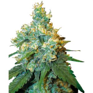 Jack Herer Sensi Seeds feminizovaná semena, pryskyřičnaté palice