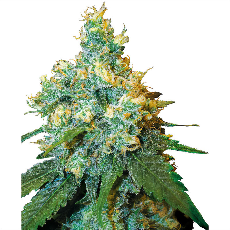 Jack Herer Sensi Seeds feminizovaná semena, pryskyřičnaté palice