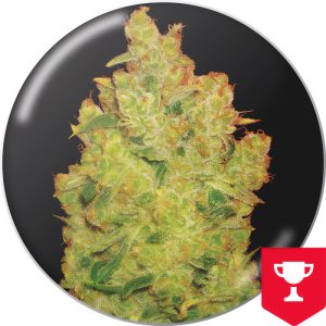 Jack La Mota Medical Seeds feminizovaná semena, pryskyřičnaté palice