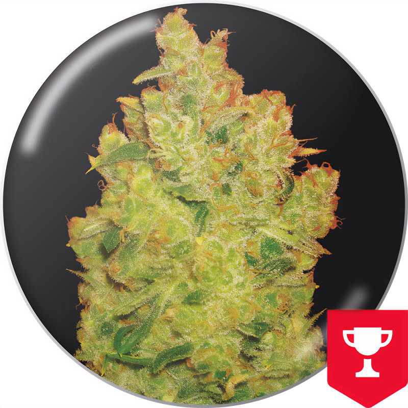Jack La Mota Medical Seeds feminizovaná semena, pryskyřičnaté palice