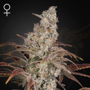 Jack's Dream Green House Seeds feminizovaná semena, pryskyřičnaté palice