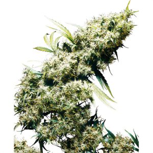Jamaican Pearl Sensi Seeds feminizovaná semena, pryskyřičnaté palice