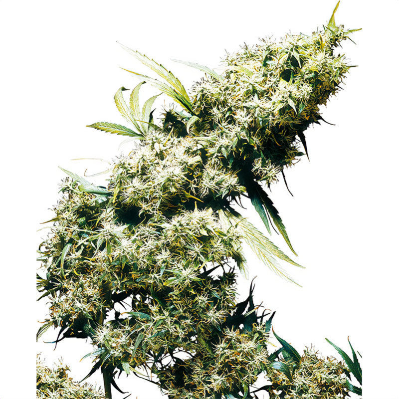 Jamaican Pearl Sensi Seeds feminizovaná semena, pryskyřičnaté palice