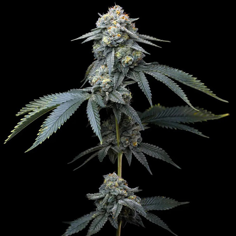 Jealousy - Barney's Farm - Feminizovaná semena, pohled 3