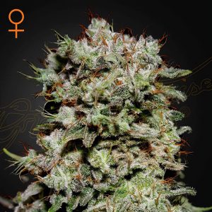 Kalashnikova Green House Seeds feminizovaná semena, pryskyřičnaté palice